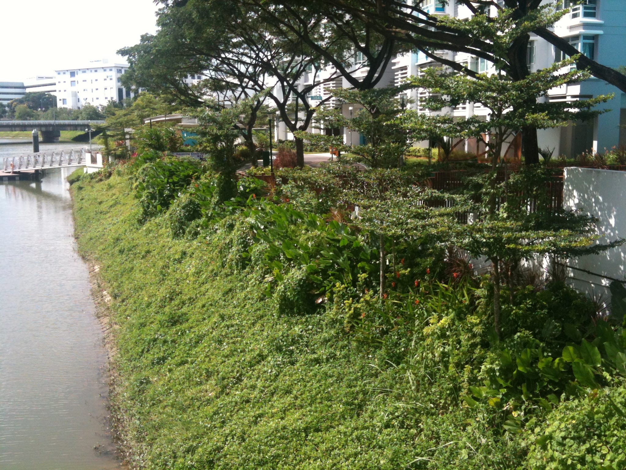 A riverbank with lush green vegetation, trees, and a nearby modern building complex.